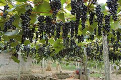 高山葡萄栽培技术