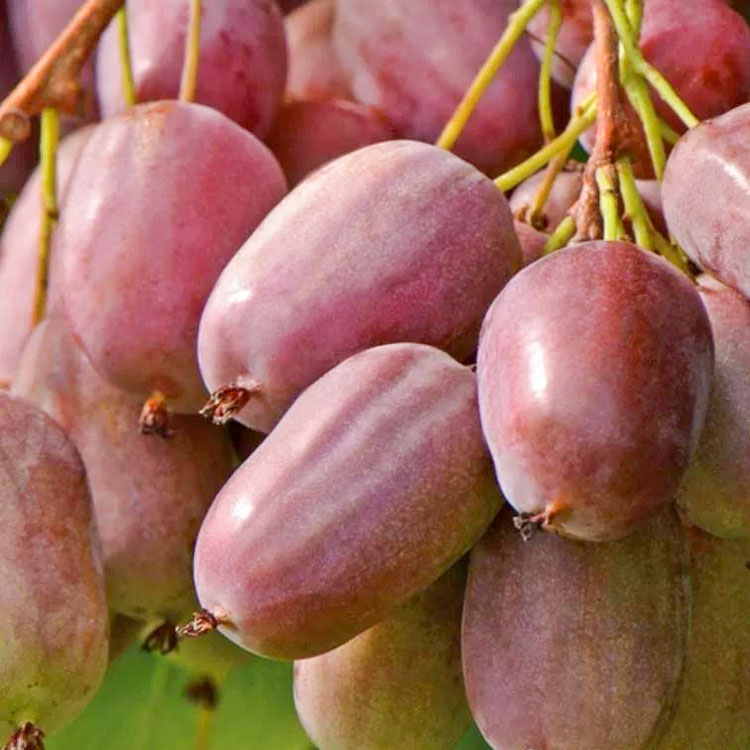 紫色撒多瓦软枣猕猴桃苗